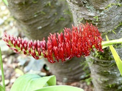 Xeronema callistemon