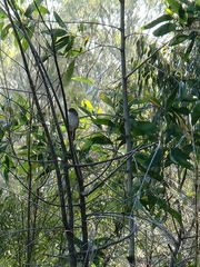 Cincloramphus timoriensis