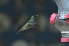 Chrysuronia versicolor