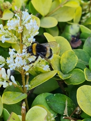 Bombus terrestris