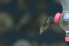 Chrysuronia versicolor