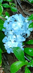 Hydrangea macrophylla