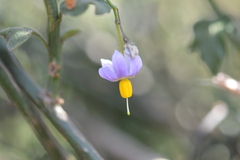 Solanum alphonsei