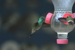 Chrysuronia versicolor