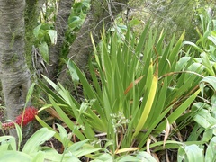 Xeronema callistemon