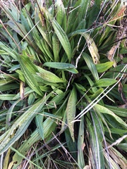 Plantago lanceolata
