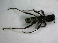 Neoclytus muricatulus