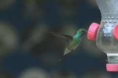 Chrysuronia versicolor