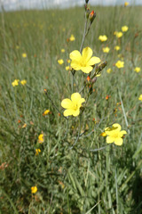 Linum maritimum