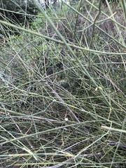 Chamaeleo chamaeleon