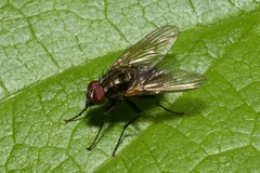 Anthomyiidae