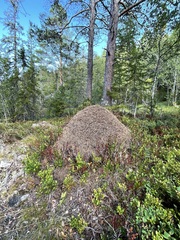 Formica rufa