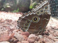 Morpho helenor