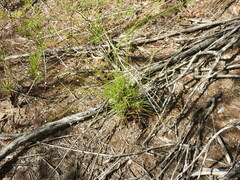 Laxmannia compacta