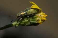 Naupactus auripes
