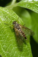 Rhagio annulatus