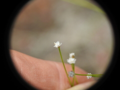 Laxmannia compacta