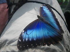 Morpho helenor