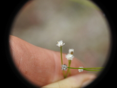 Laxmannia compacta