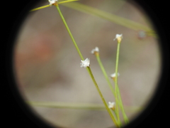Laxmannia compacta
