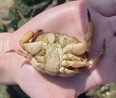 Metacarcinus edwardsii