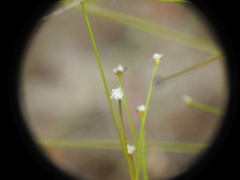Laxmannia compacta