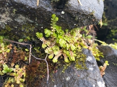 Selaginella douglasii