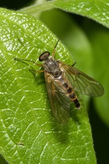 Rhagio annulatus