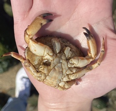 Metacarcinus edwardsii