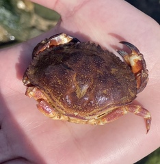 Metacarcinus edwardsii