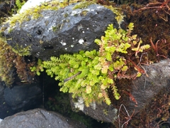 Selaginella douglasii