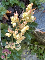 Heuchera merriamii