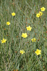 Linum maritimum