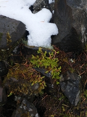 Selaginella douglasii