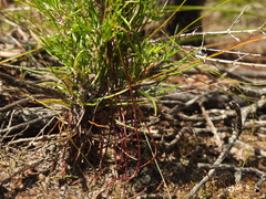 Laxmannia compacta