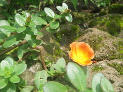 Portulaca fulgens