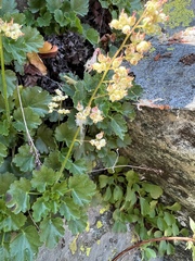 Heuchera merriamii