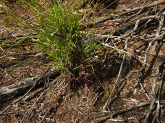 Laxmannia compacta
