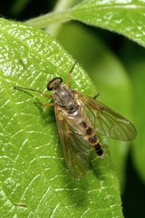 Rhagio annulatus