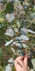 Eucalyptus goniocalyx