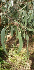 Eucalyptus goniocalyx