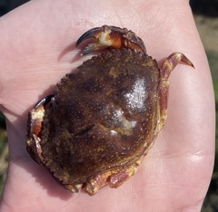 Metacarcinus edwardsii