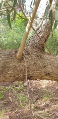 Eucalyptus goniocalyx