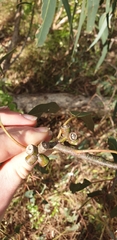 Eucalyptus goniocalyx