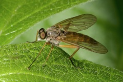 Rhagio annulatus