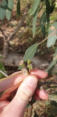 Eucalyptus goniocalyx