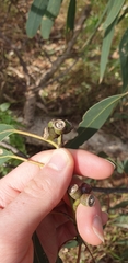 Eucalyptus goniocalyx