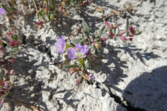 Lythrum flexuosum