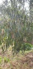 Eucalyptus goniocalyx