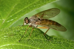 Rhagio annulatus